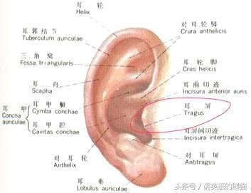 “鸡肋”单词系列二耳朵上的这个部位英语咋说 参阅耳科赵医生插图