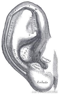 “鸡肋”单词系列二耳朵上的这个部位英语咋说 参阅耳科赵医生插图(2)